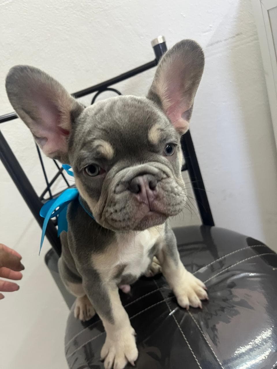 Bulldog Francés