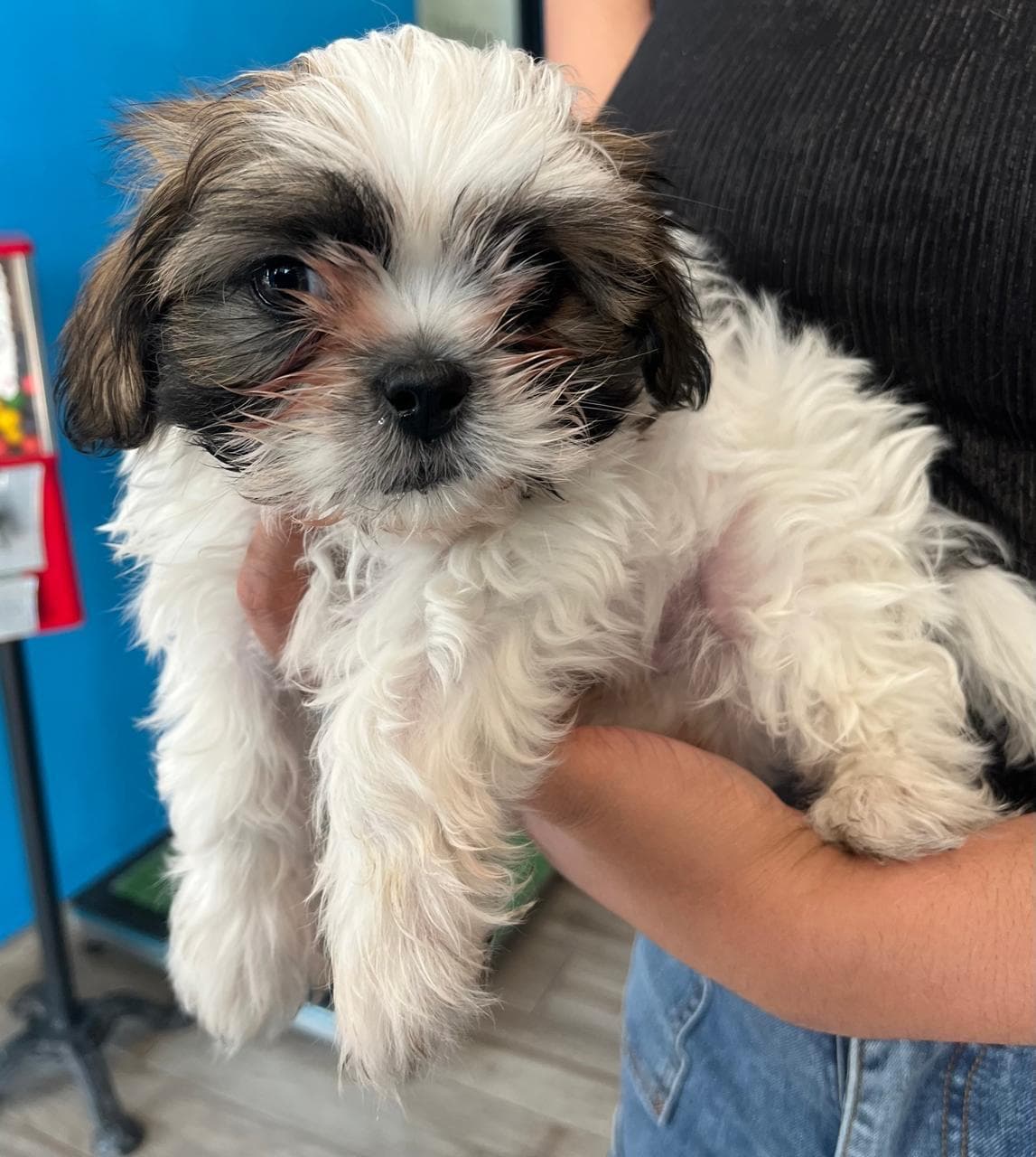 Cachorrito Shih Tzu