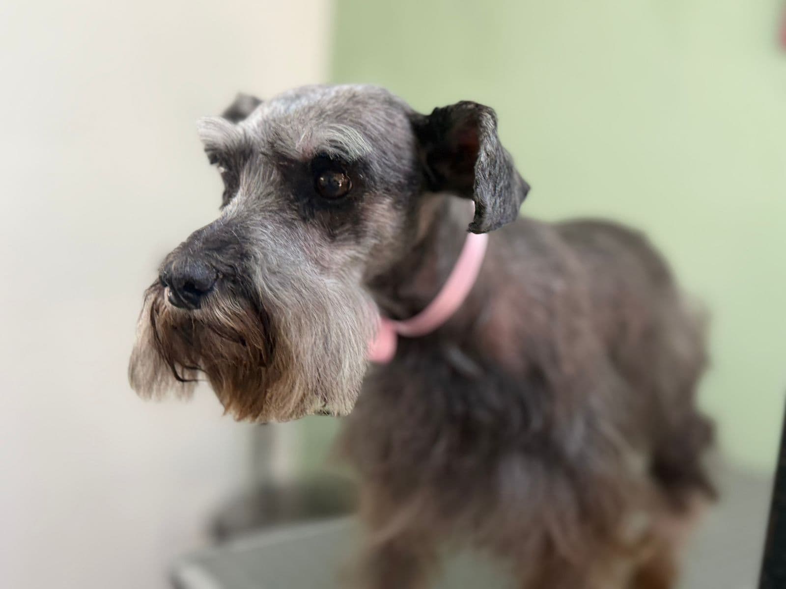 Schnauzer