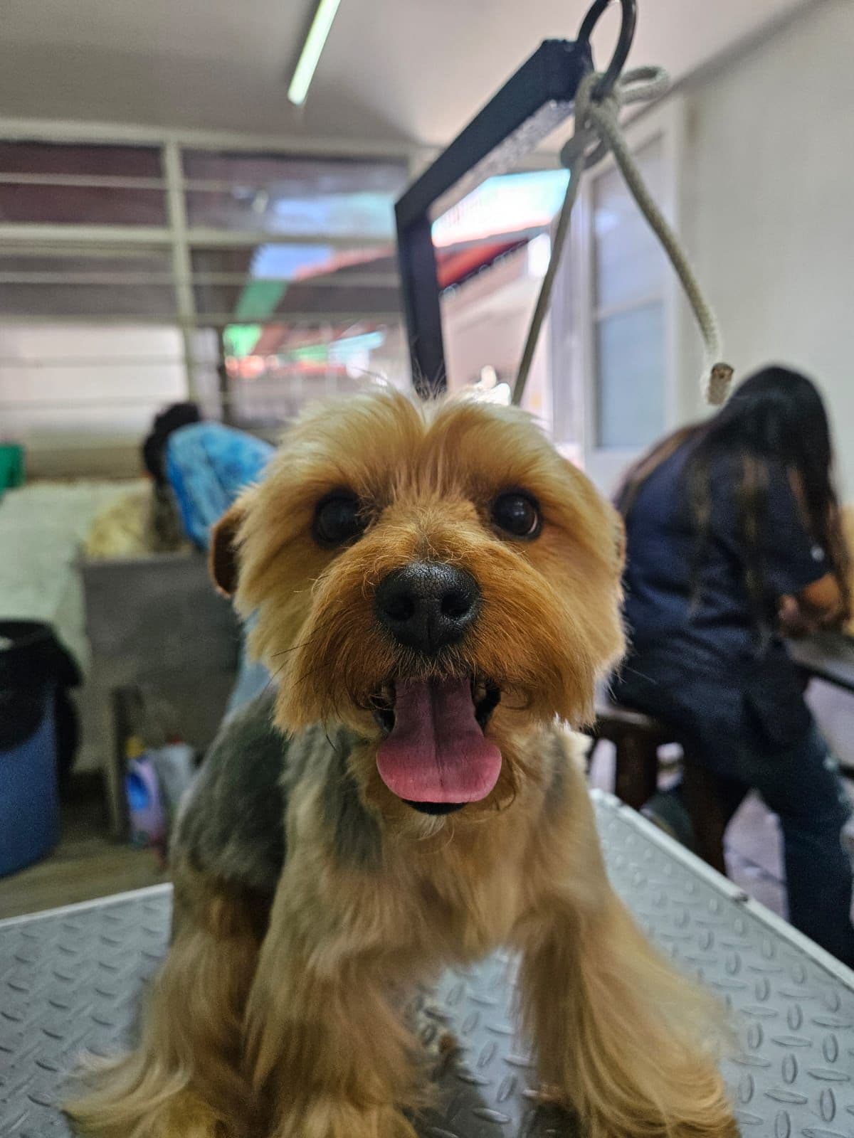 Yorkshire Terrier