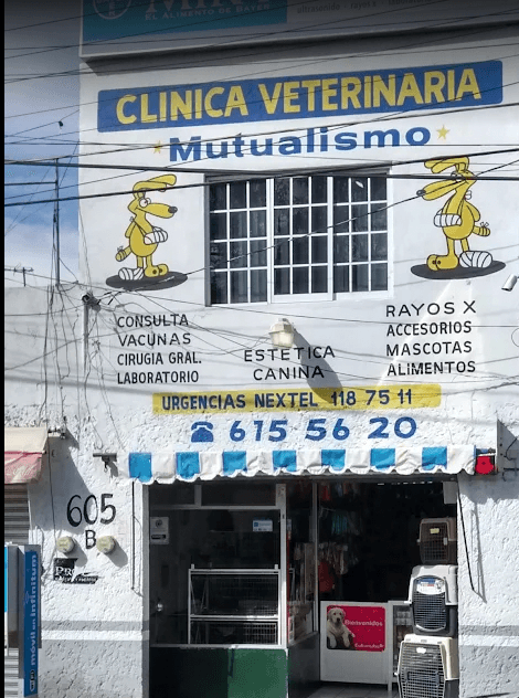 Clínica Veterinaria Mutualismo — antes
